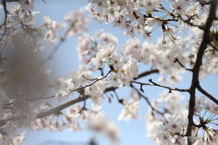 盛开的樱花树漫画