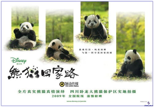 熊猫回家路国语视频
